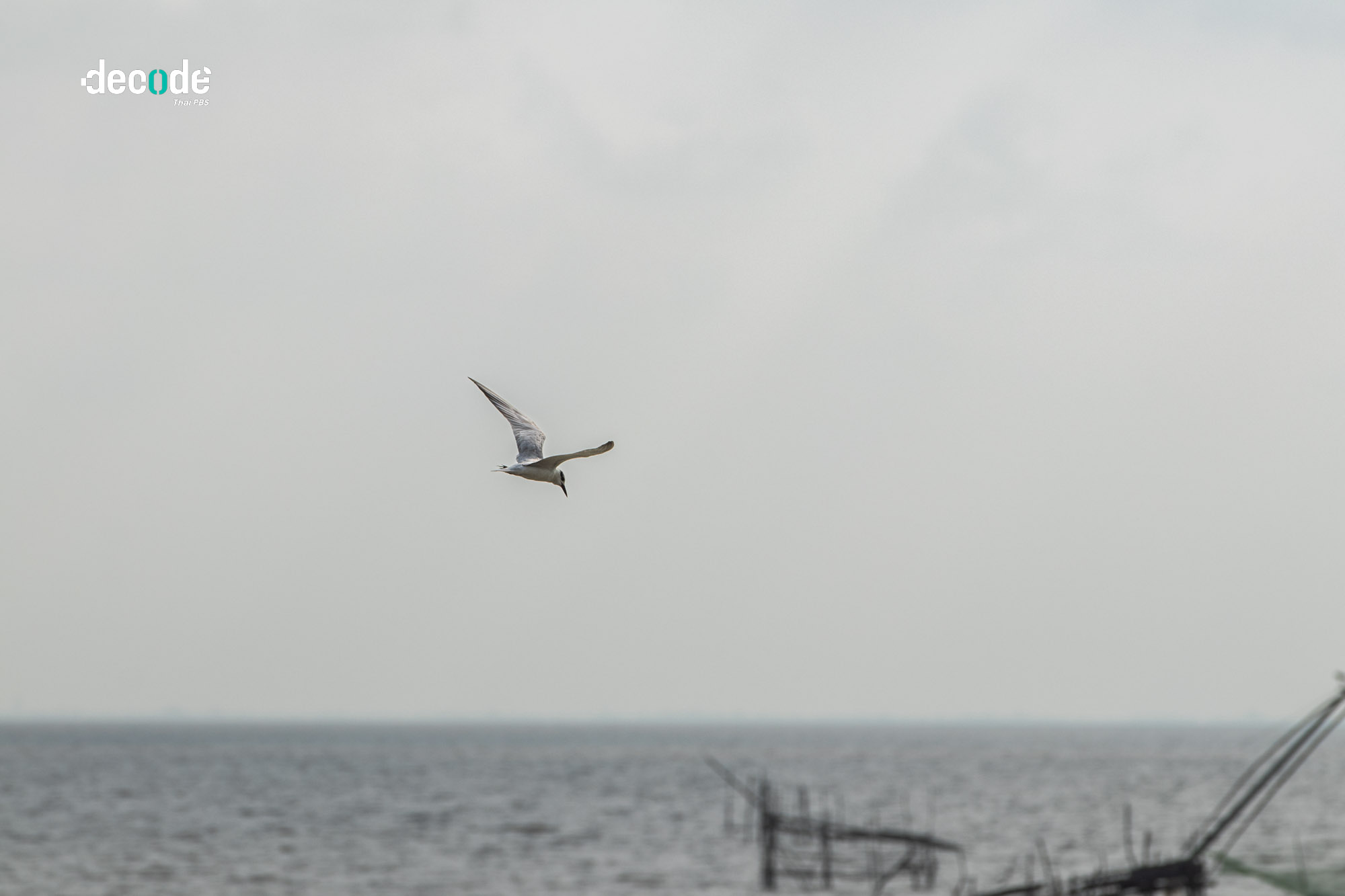 ความสมบูรณ์ทะเลสาปสงขลา