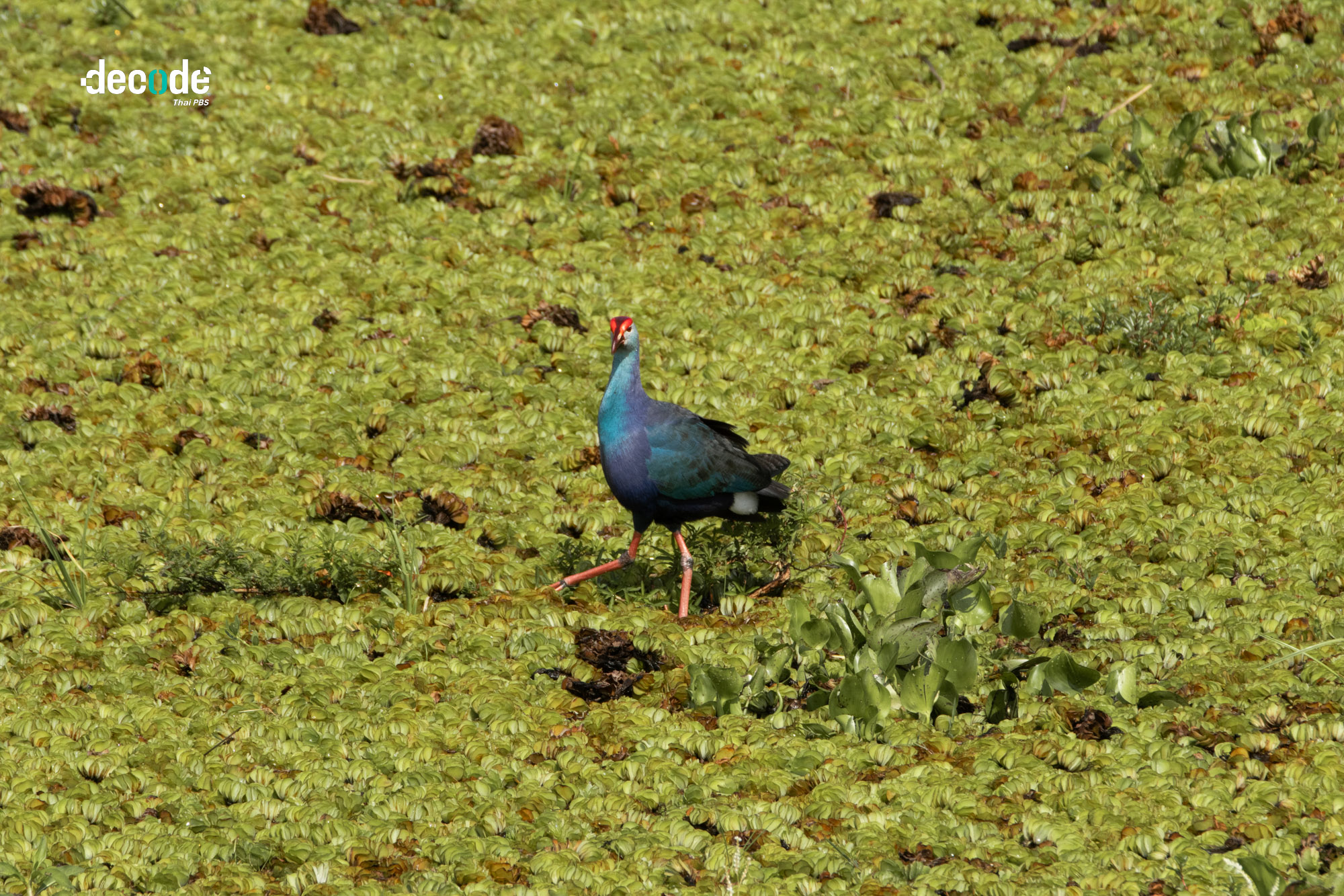 ความสมบูรณ์ทะเลสาปสงขลา