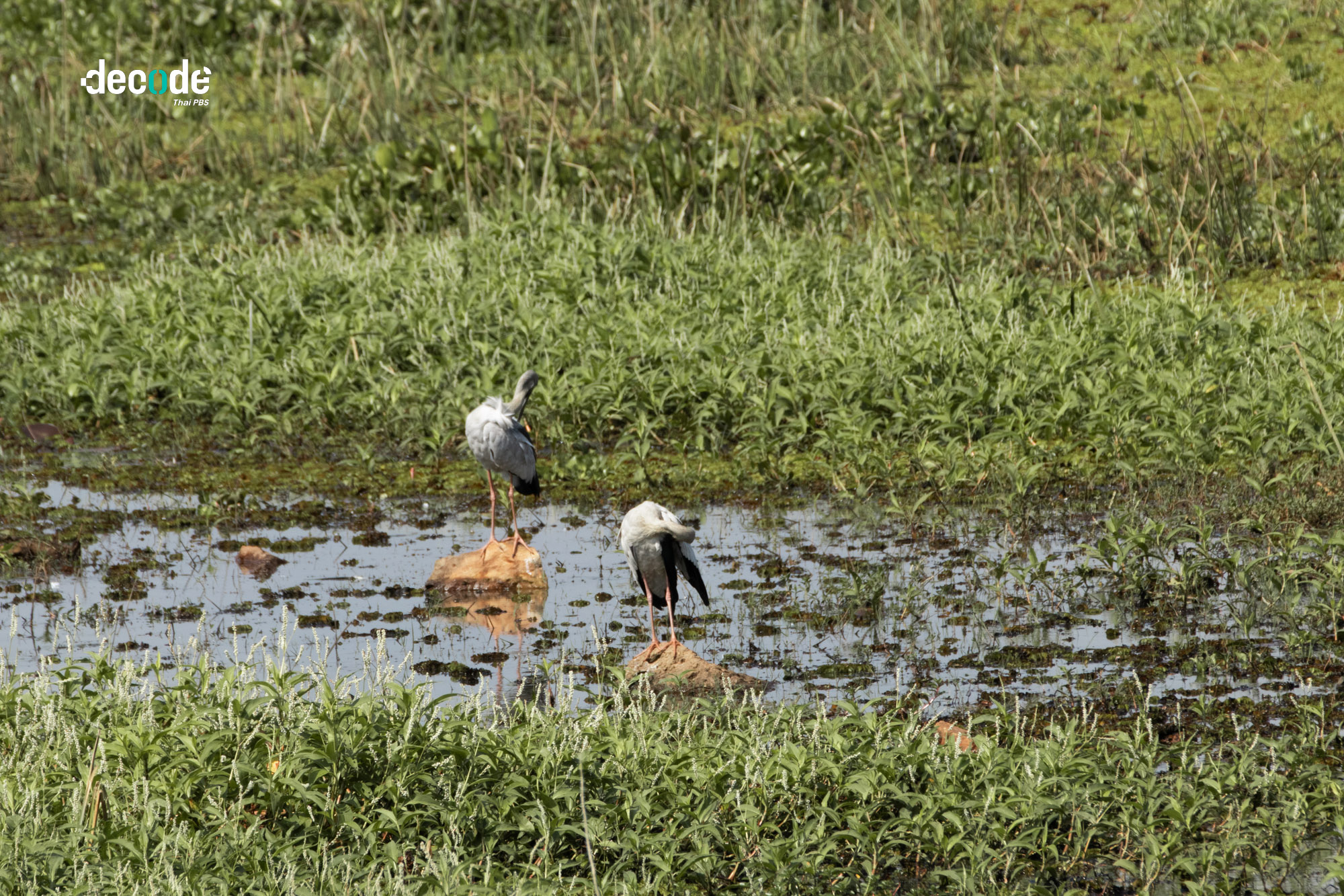 ความสมบูรณ์ทะเลสาปสงขลา