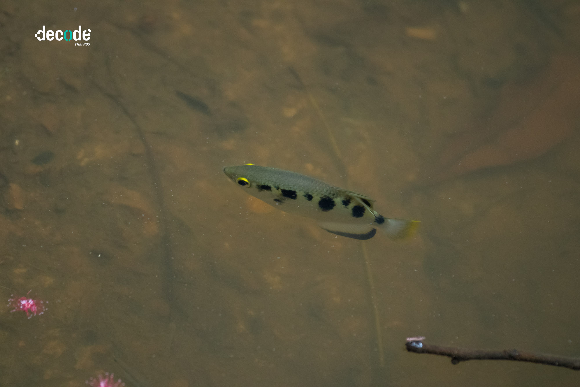 ความสมบูรณ์ทะเลสาปสงขลา