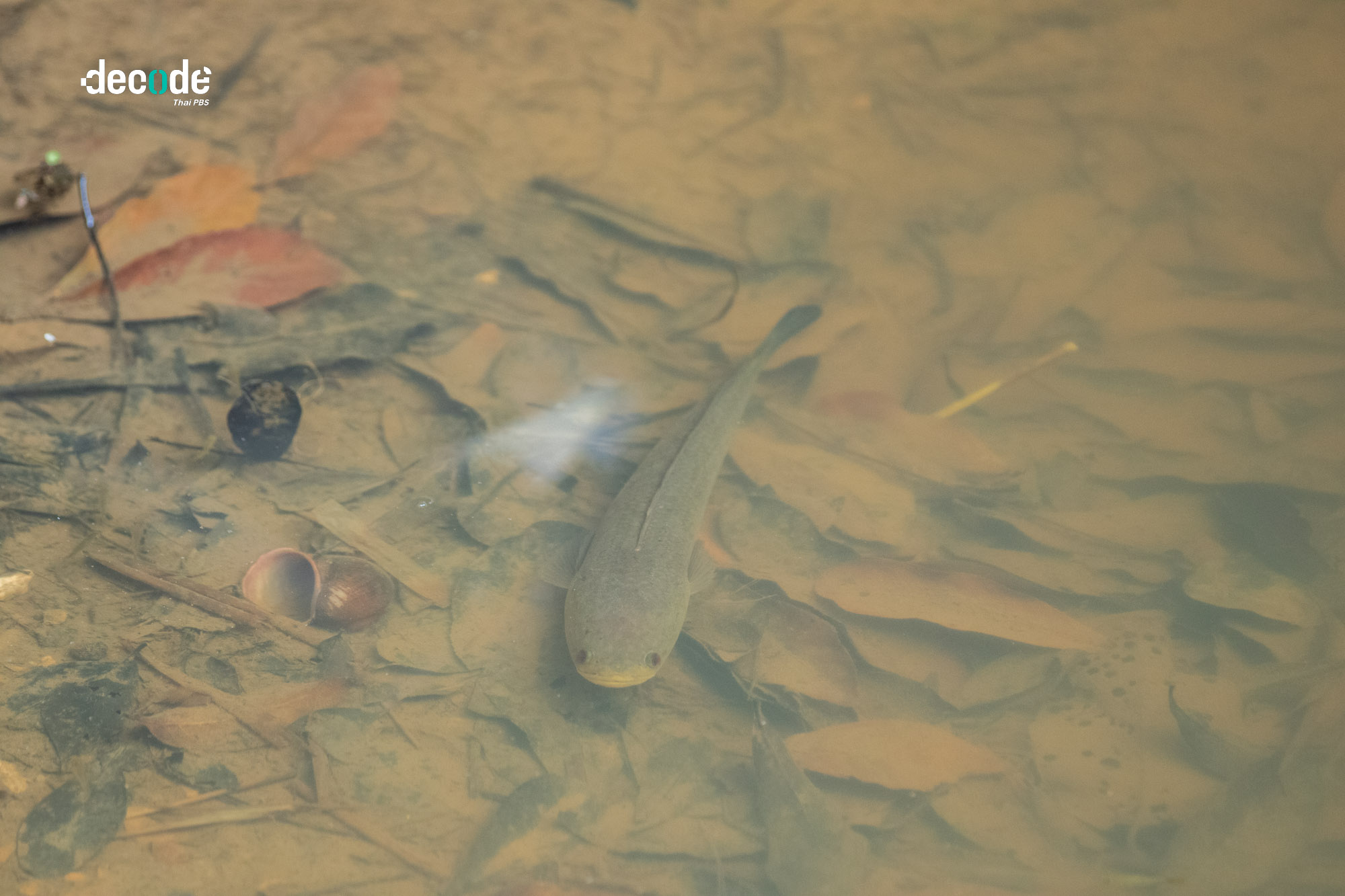 ความสมบูรณ์ทะเลสาปสงขลา