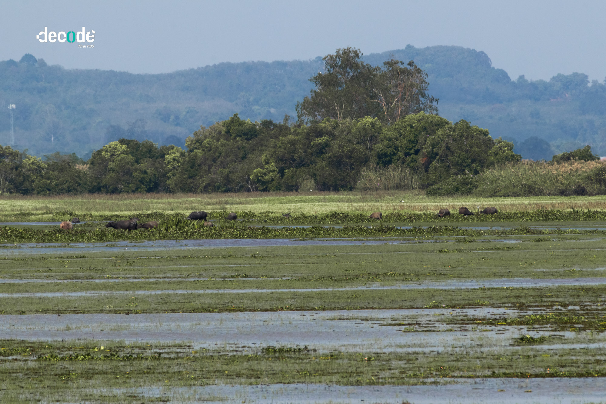 ความสมบูรณ์ทะเลสาปสงขลา