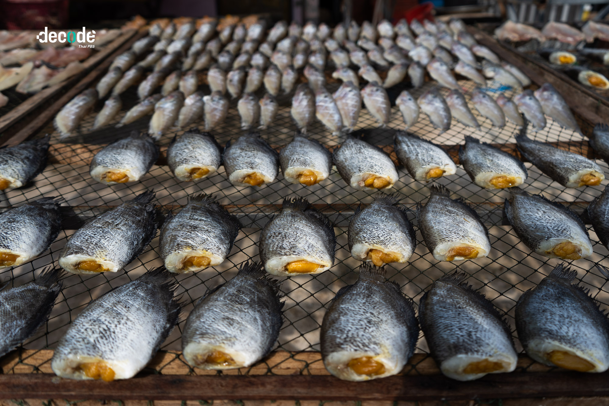 ปลาหมอคางดำทะเลสาปสงขลา