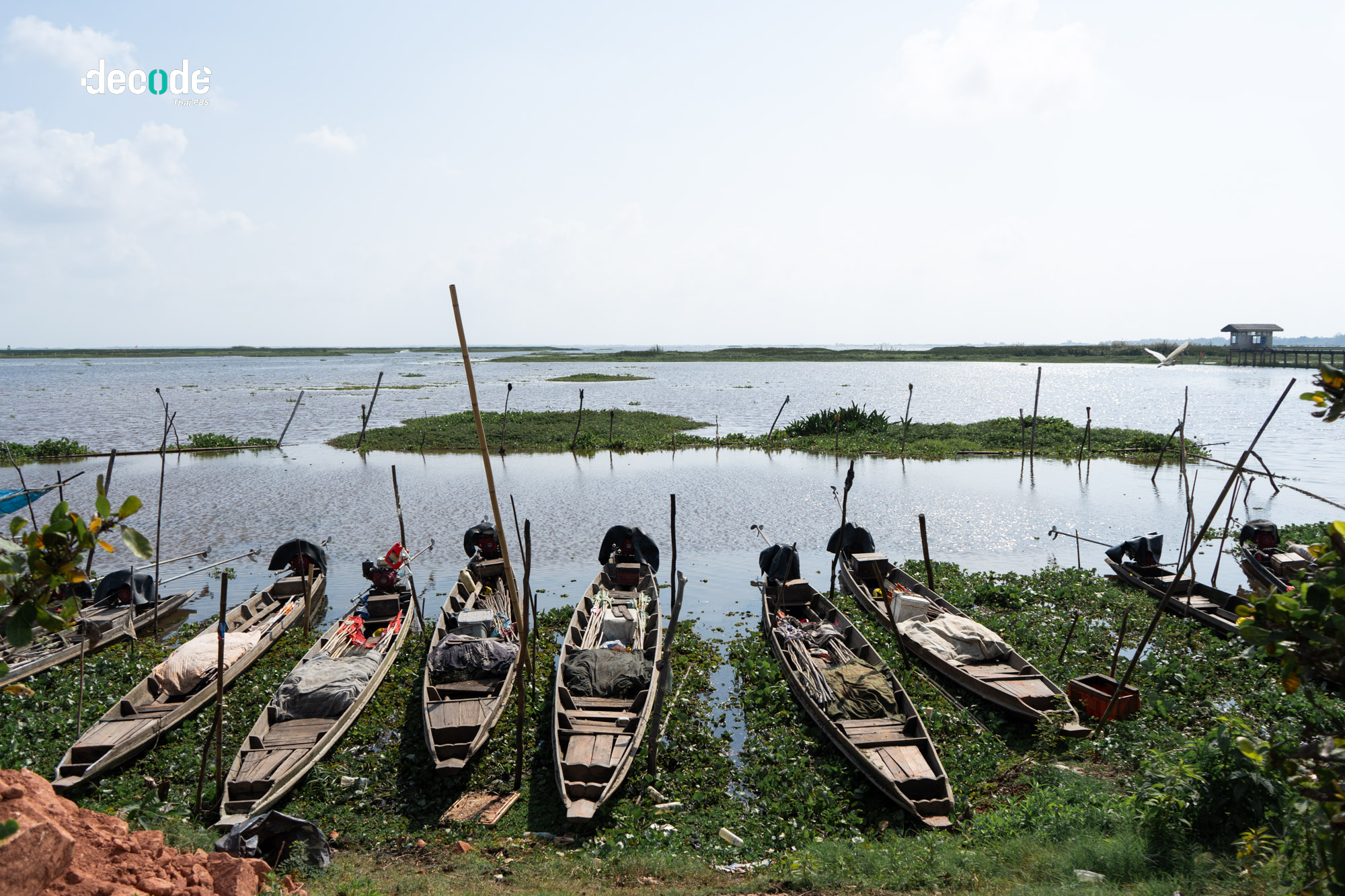 ปลาหมอคางดำทะเลสาปสงขลา