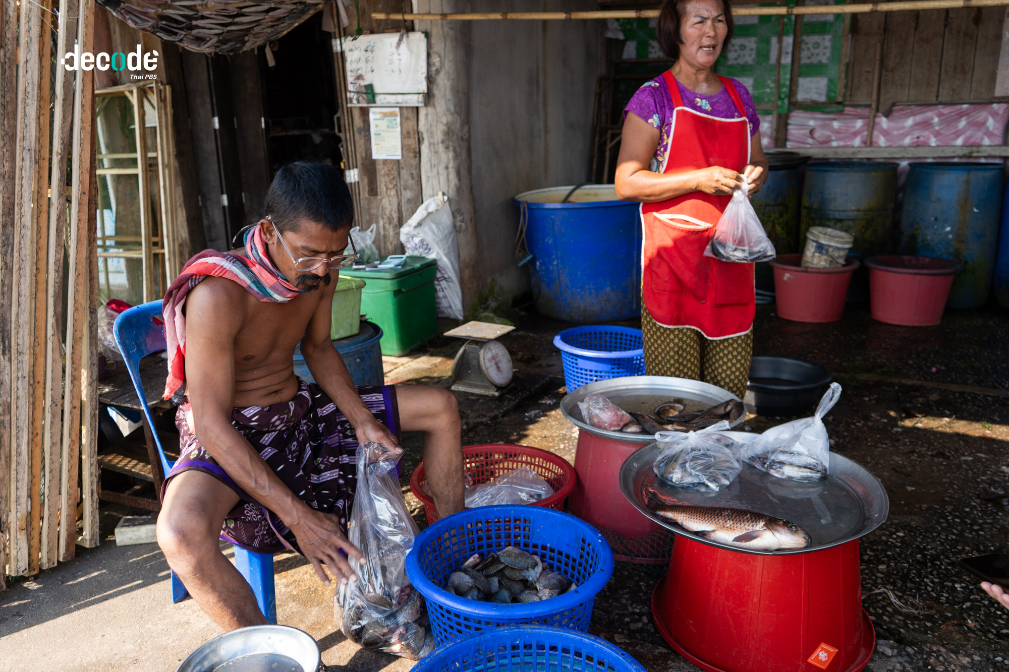 ปลาหมอคางดำทะเลสาปสงขลา