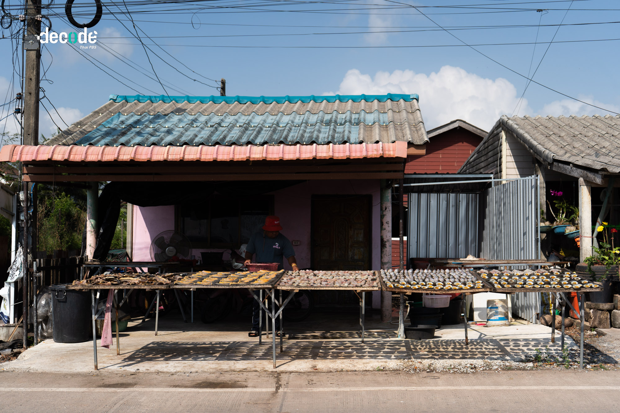 ปลาหมอคางดำทะเลสาปสงขลา