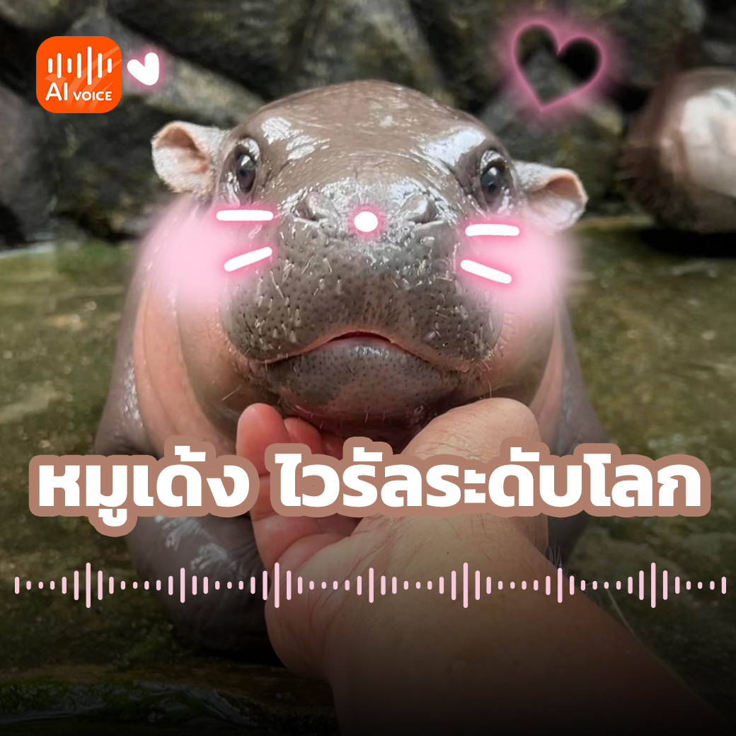 หมูเด้ง ไวรัลระดับโลก