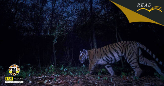 อนุรักษ์เสือโคร่ง = อนุรักษ์ผืนป่าขนาดใหญ่