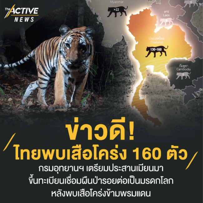 ข่าวดี! ไทยพบเสือโคร่ง 160 ตัว