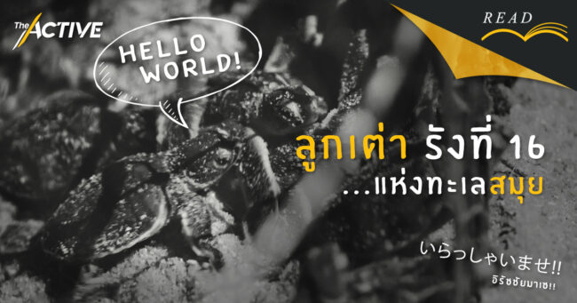 ลูกเต่า รังที่ 16 แห่งทะเลสมุย