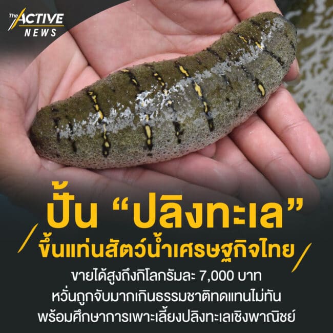 ปั้น “ปลิงทะเล” ขึ้นแท่นสัตว์น้ำเศรษฐกิจไทย