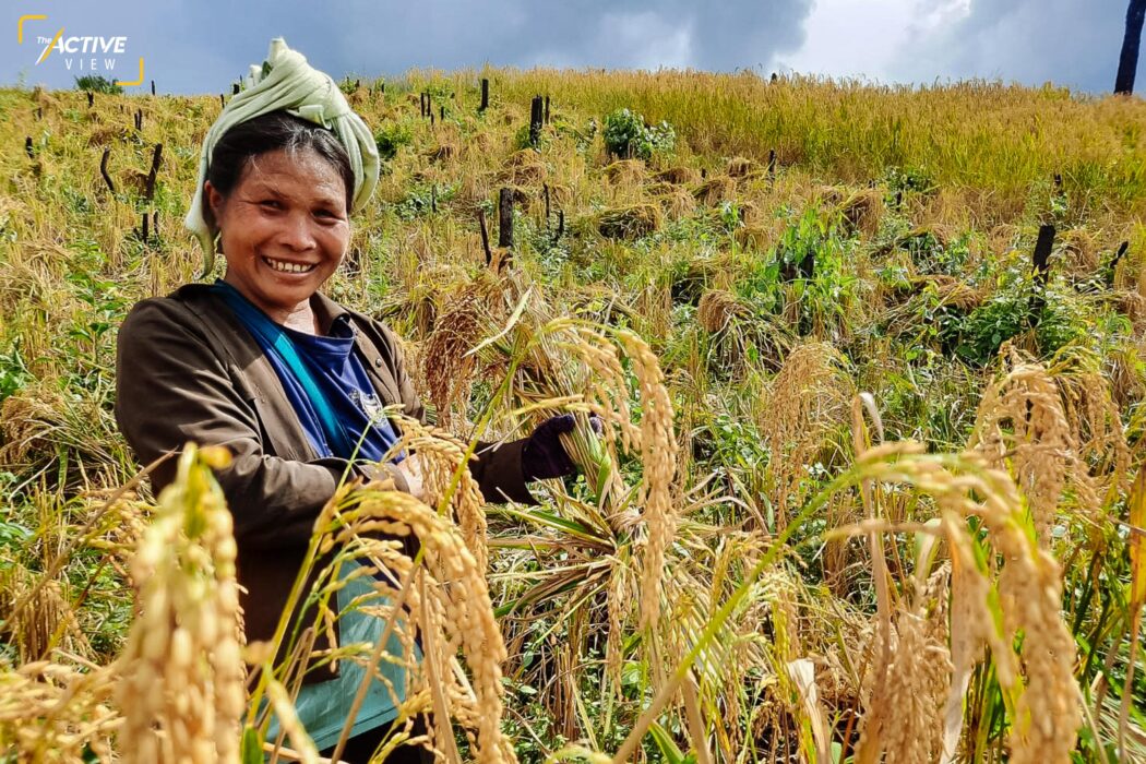 เกี่ยวข้าวไร่หมุนเวียน กับชาติพันธุ์กะเหรี่ยงปกาเกอะญอ