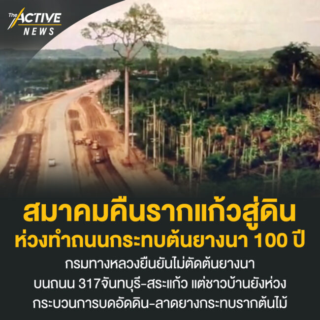 สมาคมคืนรากแก้วสู่ดิน ห่วงทำถนนกระทบต้นยางนา 100 ปี