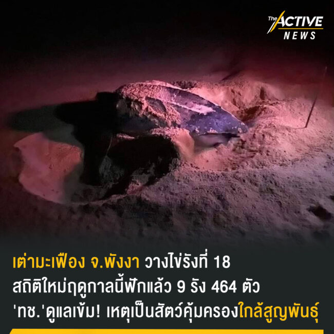 เต่ามะเฟือง พังงา วางไข่รังที่ 18 สถิติใหม่ฤดูกาลนี้