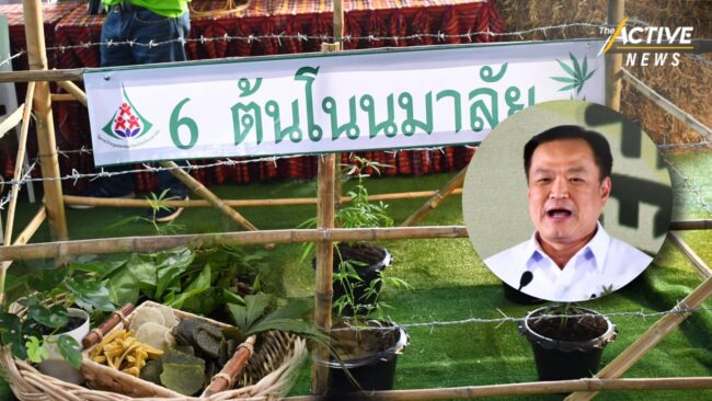 สธ.ปลดล็อกปลูกกัญชาบ้านละ 6 ต้นได้จริง แต่ห้ามใช้เสพ