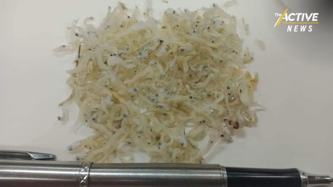 ประมงพื้นบ้าน เตรียมทวงถามรัฐ ออกมาตรการห้ามจับสัตว์น้ำวัยอ่อน