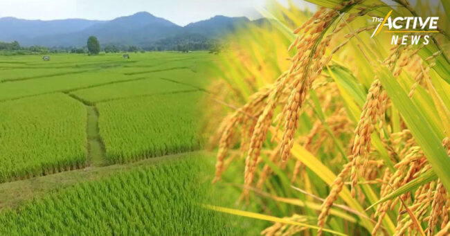 ชาวนาเตรียมลุย! นาปีรอบนี้ 2564/65 ปลูกข้าว 5 ชนิด มีตลาด