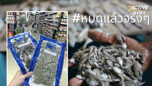 “หวั่นปลาหมดทะเล” หากยังจับสัตว์น้ำวัยอ่อน เสี่ยงไม่เหลือปลาให้จับในอนาคต