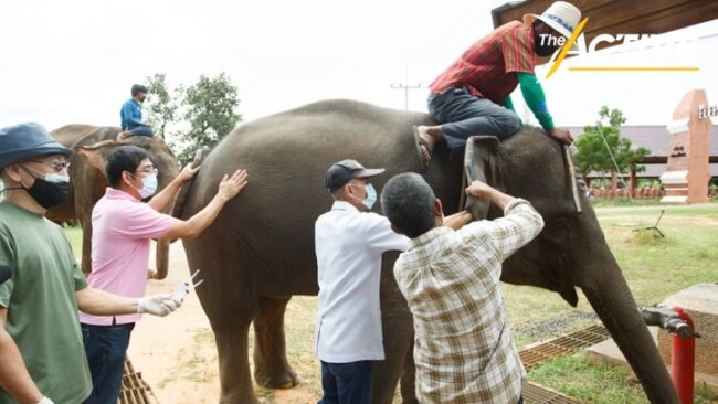 ครั้งแรก! ตรวจโควิด “ช้าง” จับตา คุมเชื้อ EEHV โรคร้าย ช้างตายฉับพลัน