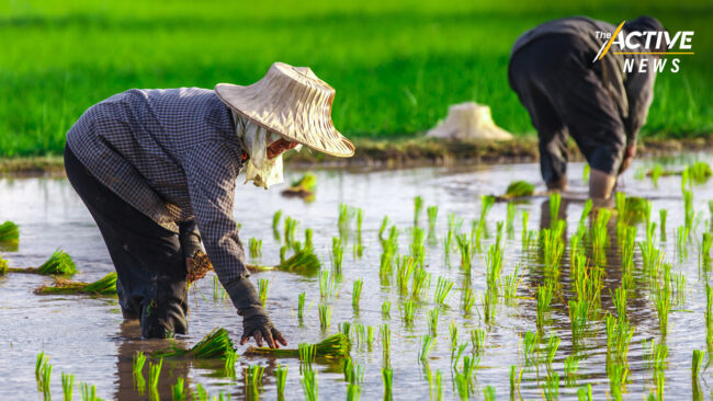 สุมหัวคิด 'ช่วยชาวนา' สร้างนโยบายข้าวอย่างยั่งยืน