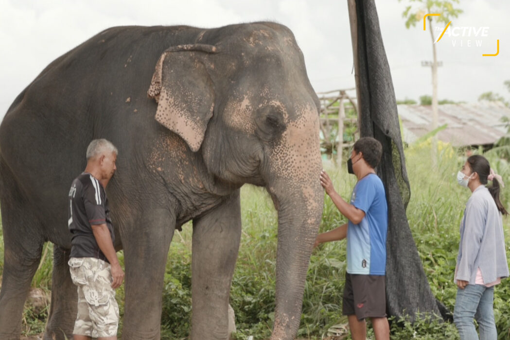 ต้นตระกูลช้าง
