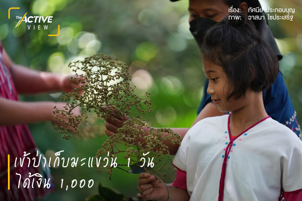 เข้าป่าเก็บมะแขว่น  1 วัน ได้เงิน 1 พัน