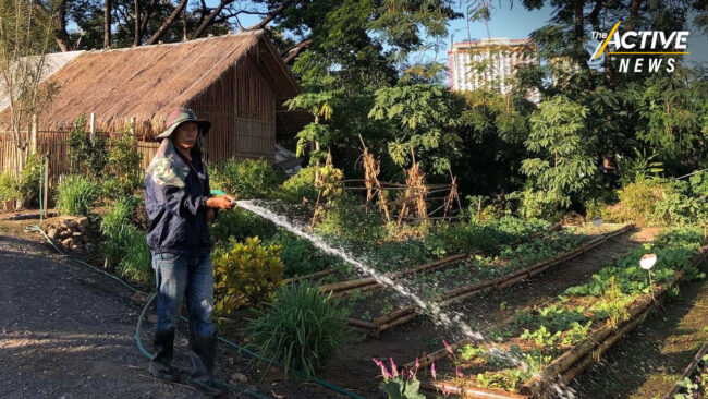 เมื่อที่รกร้างกลางเมืองเชียงใหม่ กลายเป็น “สวนผักสาธารณะ” การันตีรางวัลระดับโลก