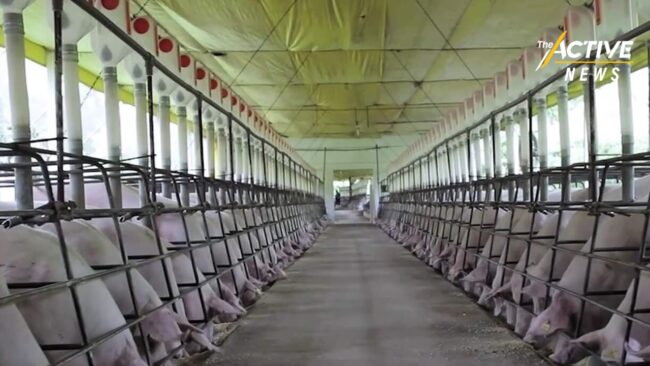 คนไทยเสี่ยง! กินเนื้อหมูดื้อยา จากวิธีเลี้ยงแบบ 