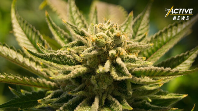 แพทย์-นักวิชาการ กังวลหนัก วอนรัฐชะลอดันร่าง พ.ร.บ.กัญชาฯ