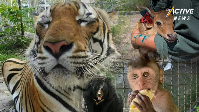 วิกฤต งบฯ เลี้ยงสัตว์ป่า กรมอุทยานฯ ชวนเป็นพ่อแม่อุปถัมภ์