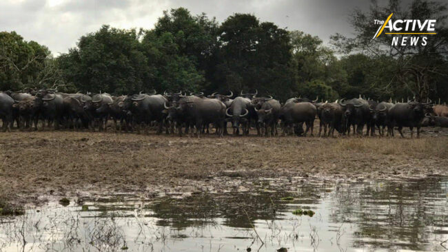 ไทยชง FAO ขึ้นทะเบียน “วิถีเลี้ยงควายทะเลน้อย” เป็น “มรดกการเกษตรโลก”