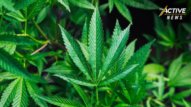 สธ.จับมือ กรมวิชาการเกษตร แจกกล้ากัญชา 1 ล้านต้น ปลูกในครัวเรือน