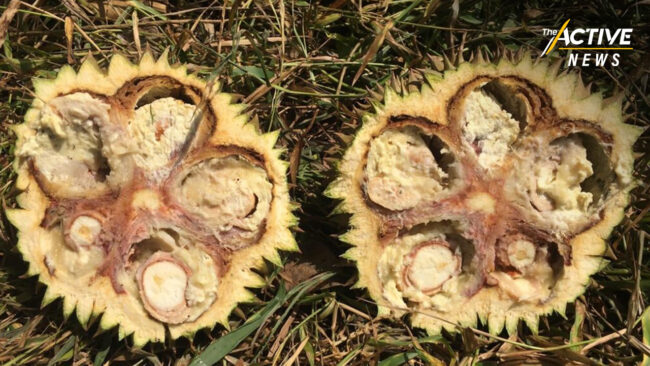 เตือนชาวสวนทุเรียน ระวัง โรค 'รากเน่า-โคนเน่า' ระบาดหนักในฤดูฝน