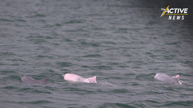 พบฝูงโลมาชายฝั่งทะเลสงขลา ระหว่างล่องเรือรณรงค์ หยุดจับ​สัตว์น้ำวัยอ่อน