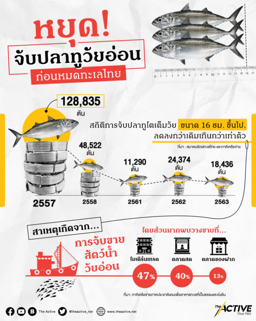 หยุดจับ 'ปลาทูวัยอ่อน' ก่อนจะหมดทะเลไทย