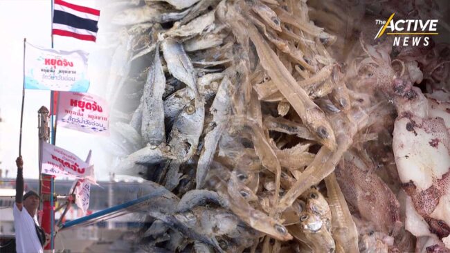 จี้ รมว.เกษตรฯ กำหนดขนาดสัตว์น้ำวัยอ่อนก่อนหมดทะเล