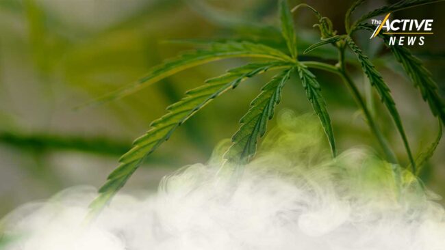 แนะรัฐ ปิดกัญชาเสรี ในช่วงนโยบายเกี่ยวข้องยังสูญญากาศ