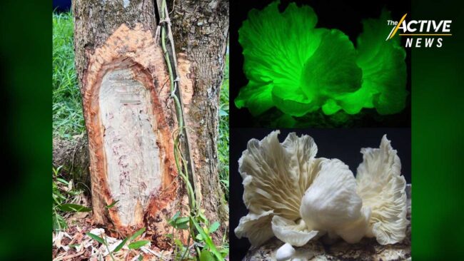 ค้นพบ เห็ดเรืองแสง 'สิรินรัศมี' ป้องกัน โรครากเน่าโคนเน่า