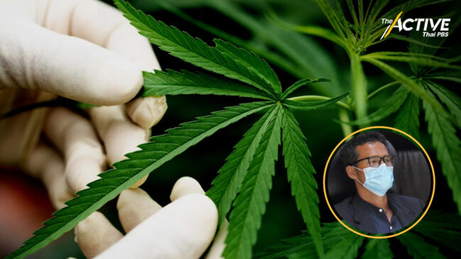 ประสิทธิชัย หวั่น เสรีกัญชาไร้ขอบเขต หลังสภาฯ ปัดตก ร่างพ.ร.บ.กัญชาฯ