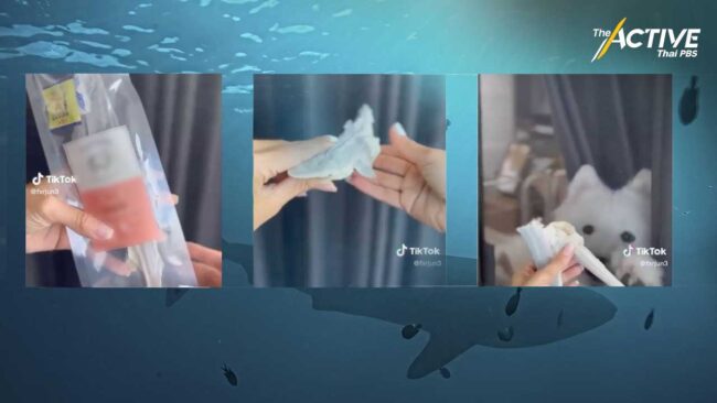 จากสัตว์นักล่าสู่จานอาหารหมา ซ้ำวิกฤตประชากรฉลามลดลง