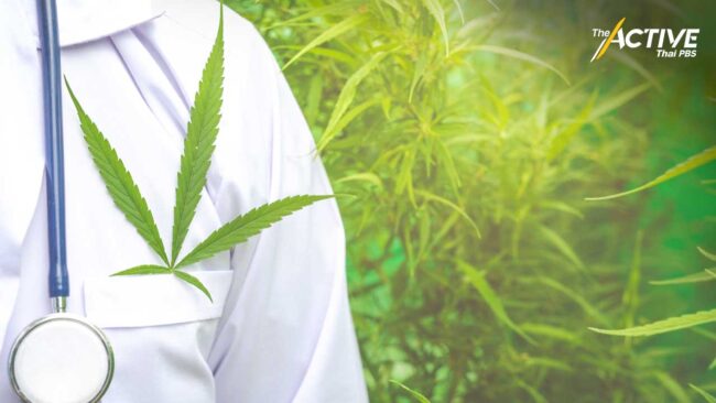 จ่อดันกัญชาทางการแพทย์ เข้าบัญชียาหลักแห่งชาติ