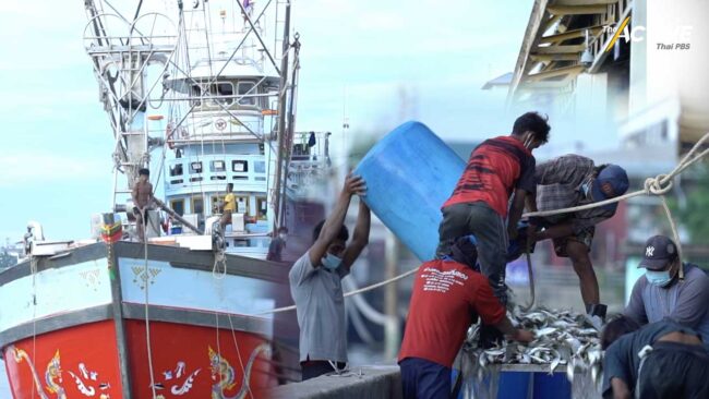 หวั่นปีหน้า ‘ประมงไทย’ โดนใบเหลือง EU ซ้ำ!