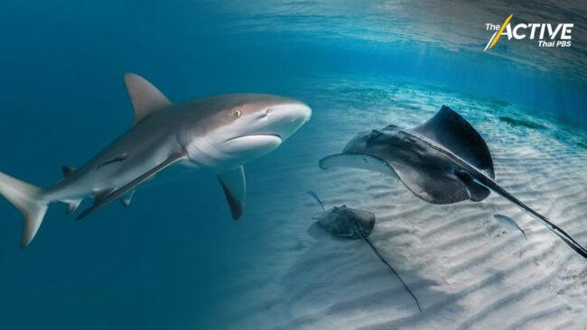 เร่งแผนอนุรักษ์ฉลาม-กระเบน ตัวชี้วัดความอุดมสมบูรณ์ท้องทะเล