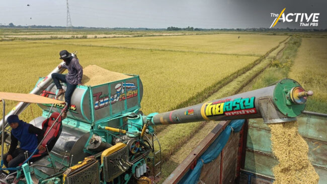 ไร่ละ 1,000 ไม่พอ! ชาวนาสะท้อนมาตรการจ่ายเงินประกันรายได้ฯ