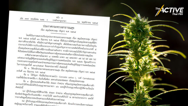 เตรียมออกประกาศ 20 ฉบับ  อุดช่องว่างสุญญากาศ พ.ร.บ.กัญชาฯ