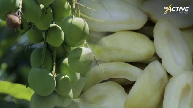 ยกระดับ ‘มะม่วงเบาสงขลา’ ขึ้นทะเบียน GI คุ้มครองสินค้าท้องถิ่น