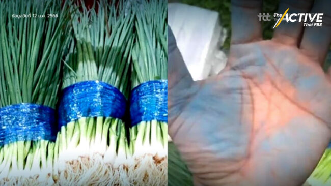 พบคราบสีฟ้า หรือ สารพิษ ‘แมนโคเซบ’ ที่ต้นหอม