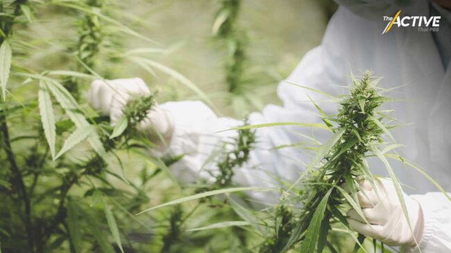 หวั่นเยาวชนตกเป็นเหยื่อกัญชา ช่วงสุญญากาศกฎหมาย