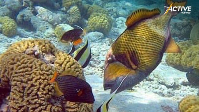 ทช.เตือนสติ ศึกษาพฤติกรรมสัตว์ทะเล ไม่ซ้ำรอยฆ่า'ปลาวัวไททัน' 