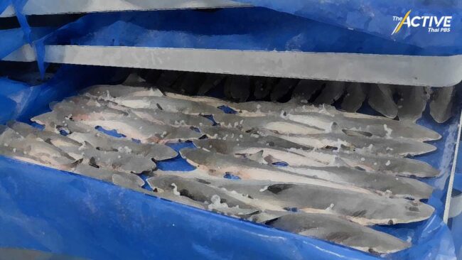 เคลียร์ปม! จับ 'ฉลาม' ทำอาหารสัตว์ ก่อนยกระดับสู่เงื่อนไข CITES